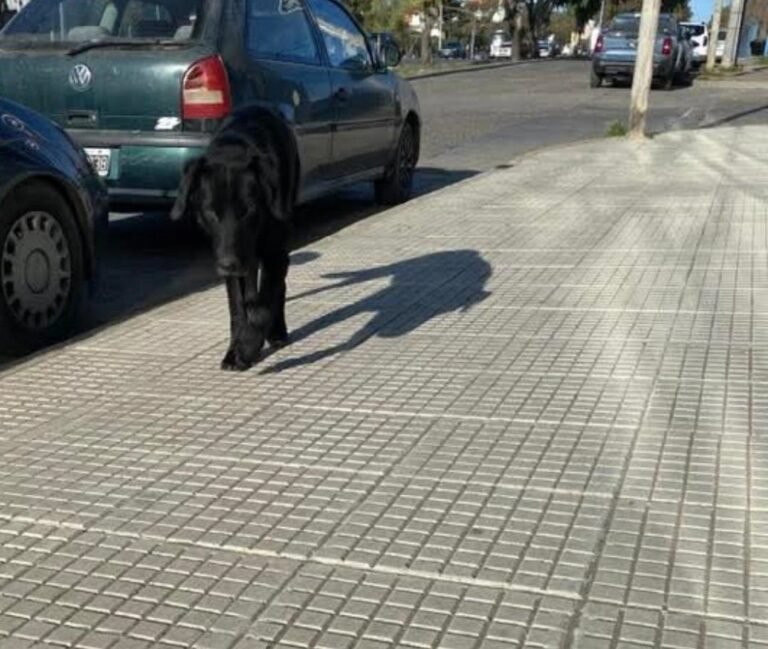Indignante: abandonaron a un perro en cercanías del Liceo y buscan adoptantes