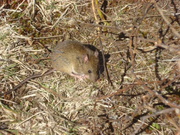 Alerta: confirman la muerte de una mujer por hantavirus