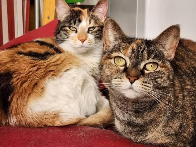 Rubí y Pipi buscan un hogar tras la pérdida de su dueña