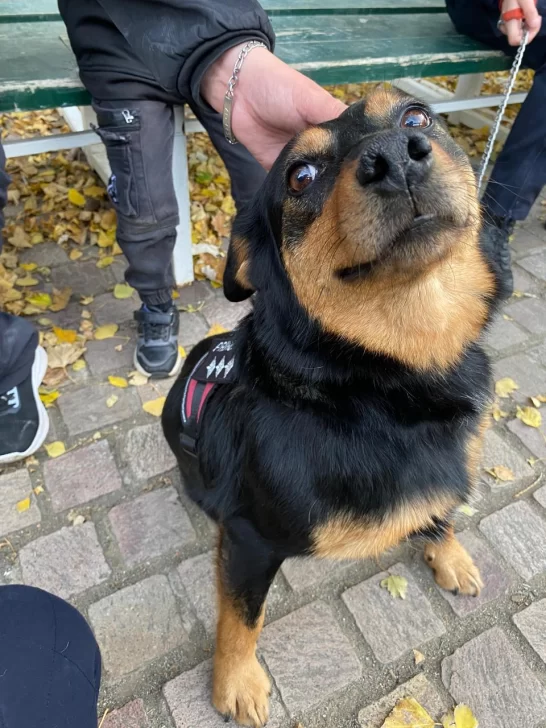 “Principal”, la perra que llegó a la Escuela de Cadetes y hoy es parte de la Policía