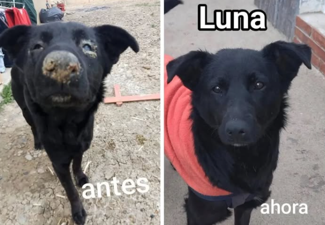 Después de luchar por su vida, Luna necesita una familia que la adopte