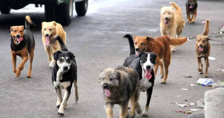 Brindarán una charla abierta sobre la urgencia de castraciones masivas y tempranas