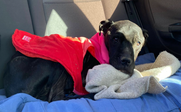 Pampa fue rescatada del abandono y necesita ayuda para su tratamiento