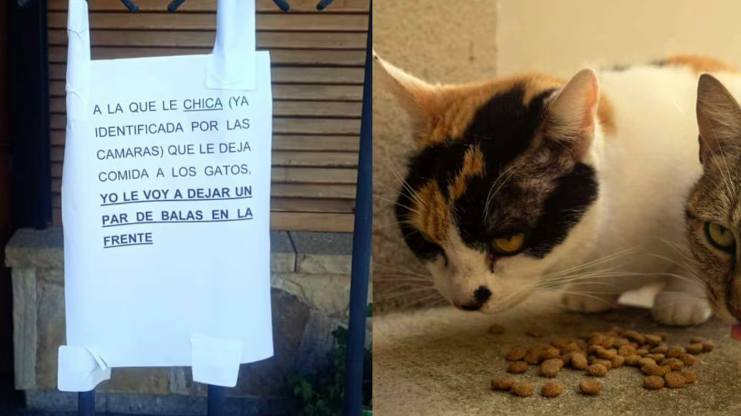 Un vecino amenazó de muerte a una joven por alimentar a los gatos callejeros: “Balas en la frente”