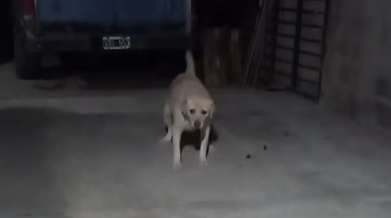 “El milagro de Mily”: una perra volvió a caminar luego de años de tratamiento