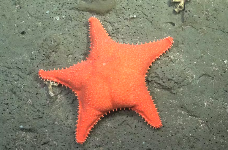 Una nueva expedición del Conicet explorará las profundidades del Mar Argentino en Chubut