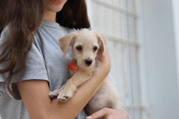 Este sábado habrá una nueva jornada de adopción de perros y gatos