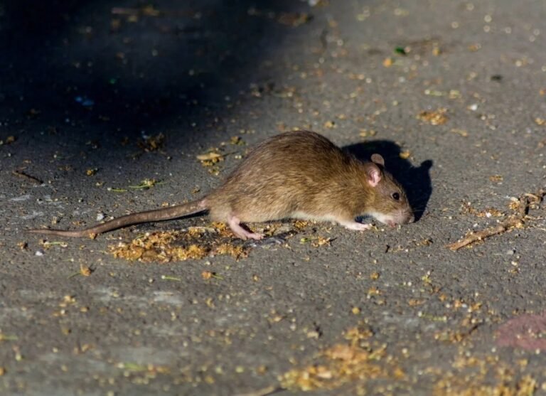 Clausuran panadería por presencia de roedores, excremento y falta de higiene