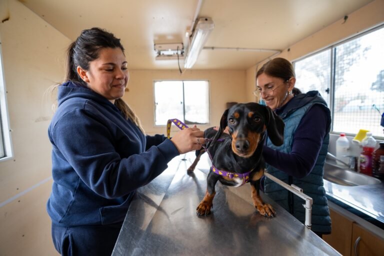 Fortalecen la campaña gratuita de vacunación antirrábica en zona sur y norte 