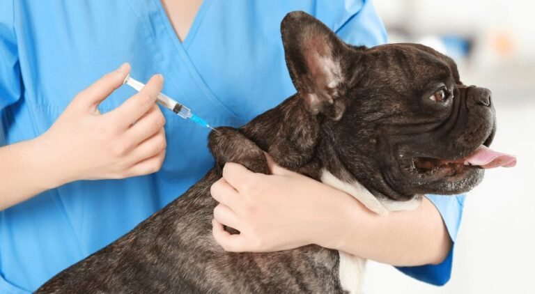 Este domingo habrá jornada de vacunación antirrábica en el barrio Don Bosco