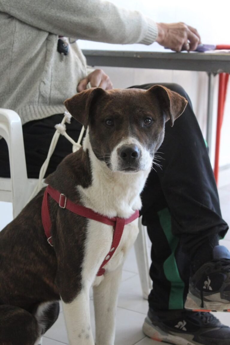 Comienza la entrega de turnos para esterilización en la Vecinal de San Cayetano