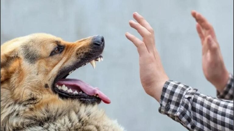Violento episodio: un perro mordió a un hombre y el dueño golpeó a la víctima