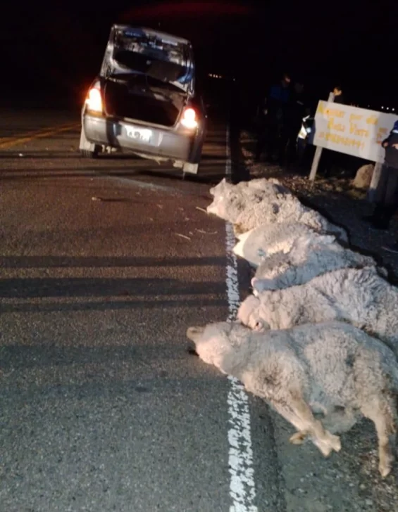 Llevaban ocho ovejas en un auto y fueron sorprendidos en un control policial