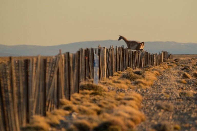 27.000 guanacos mueren cada año atrapados en alambrados