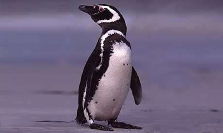 Comienza la temporada de Pingüinos de Magallanes en la costa chubutense