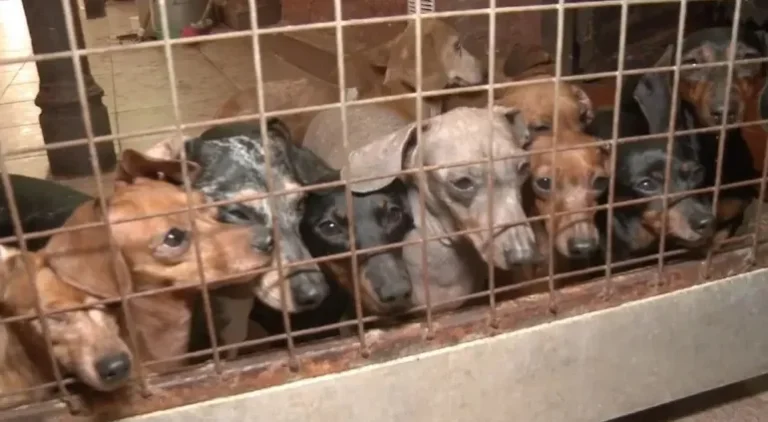 Buscan hogares provisorios para más de 50 perros que habrían sufrido maltrato