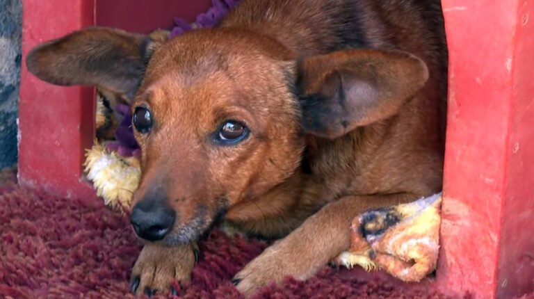 Un perro recorrió más de 10 kilómetros para llegar al velorio de su cuidador: “Se acostó y lloró”