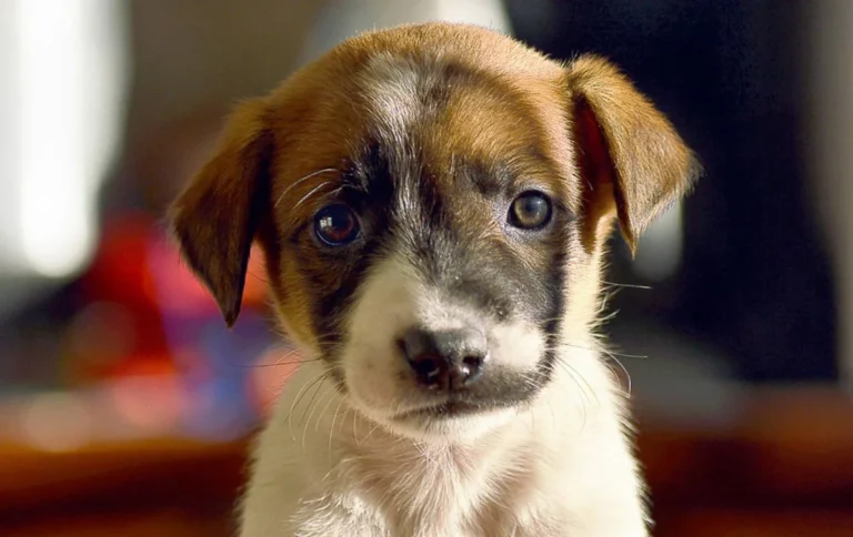 Este sábado habrá una nueva jornada de adopción de perros y gatos en el Centro