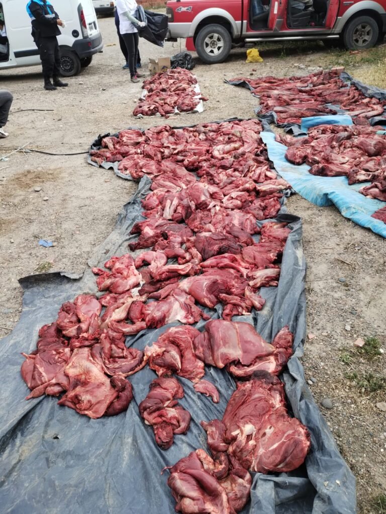 Circulaban con la camioneta a paso lento: llevaban más de una tonelada de carne de guanaco