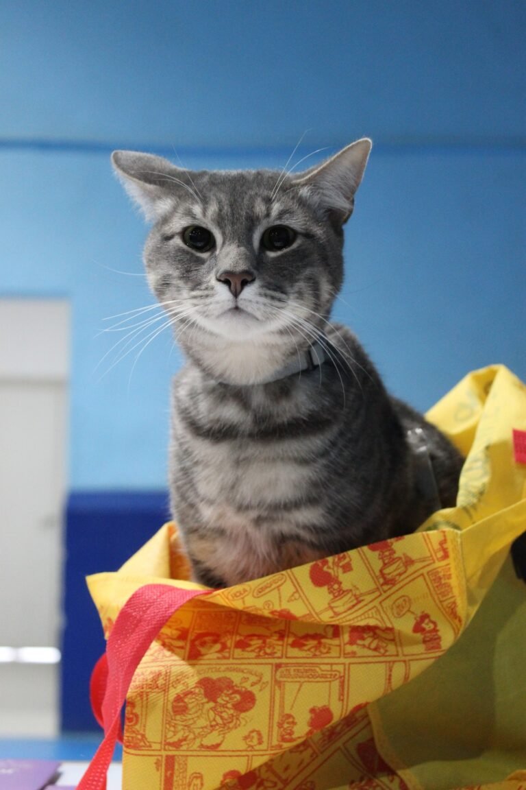 Este jueves darán turnos para castración gratuita en la Vecinal de Standart Norte