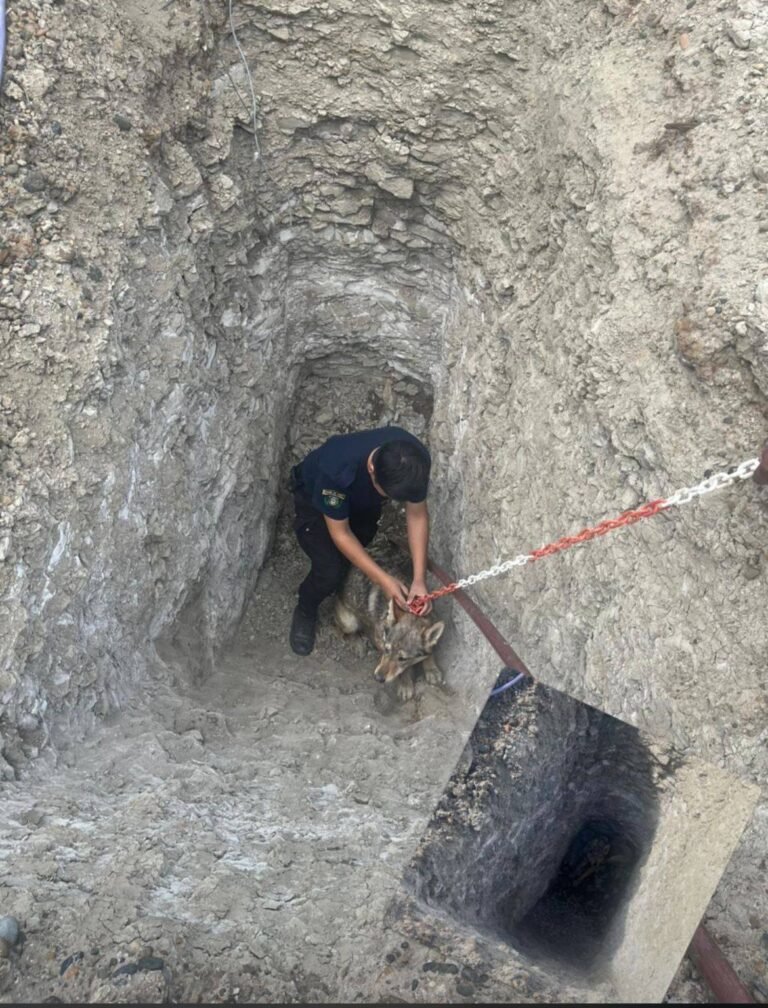 La rescataron tras caer de un pozo, pero la dejaron suelta y ahora está perdida