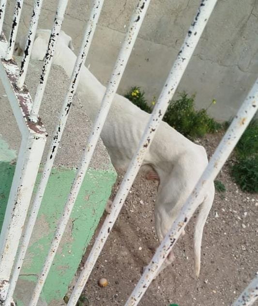 Hallaron a cuatro perros en estado de abandono: estaban desnutridos y no tenían refugio
