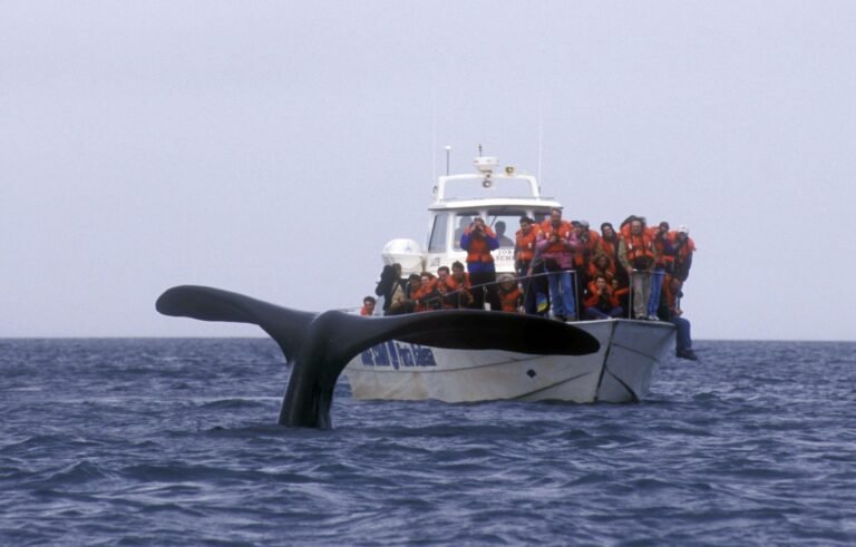 Temporada de Ballenas con congelamiento de tarifas y promoción turística