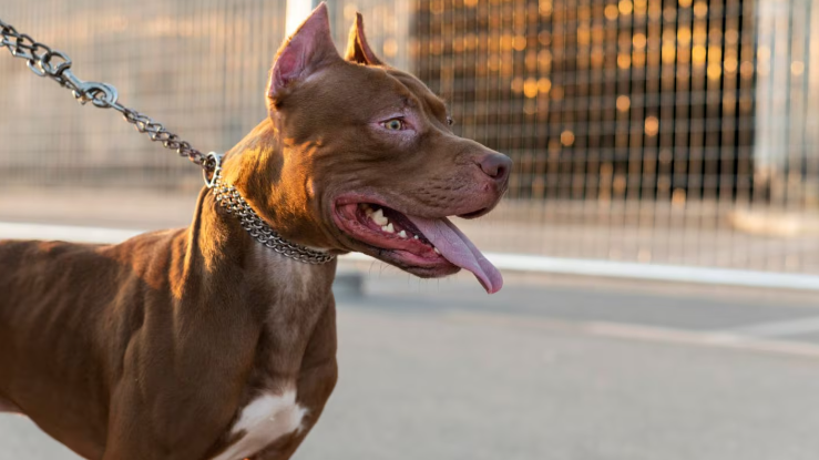 Un nene de 8 años fue atacado por su propio perro pitbull: perdió el labio superior y será operado