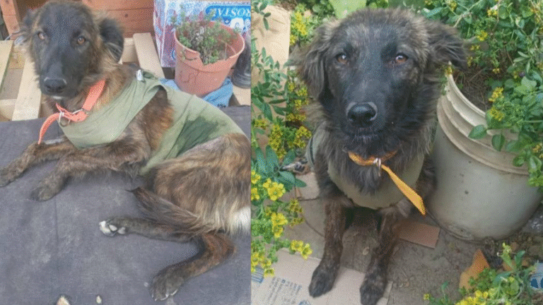 Fueron rescatadas del abandono y les buscan una familia: “Solo quieren amor y un lugar sin frío”