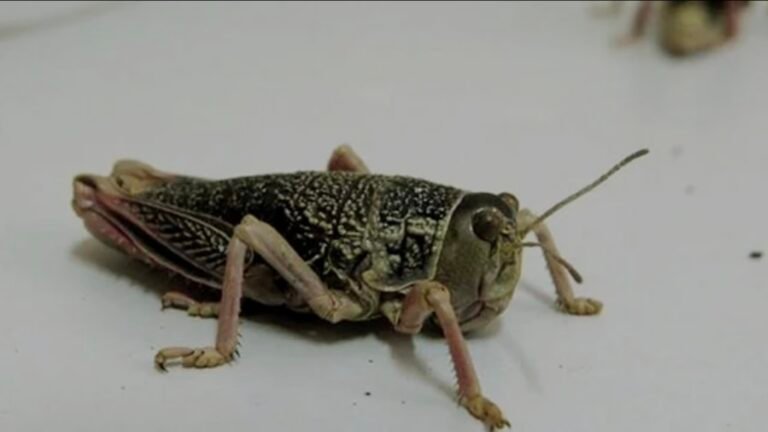 Senasa declaró alerta por nacimientos de tucura sapo en Chubut, Río Negro y Santa Cruz