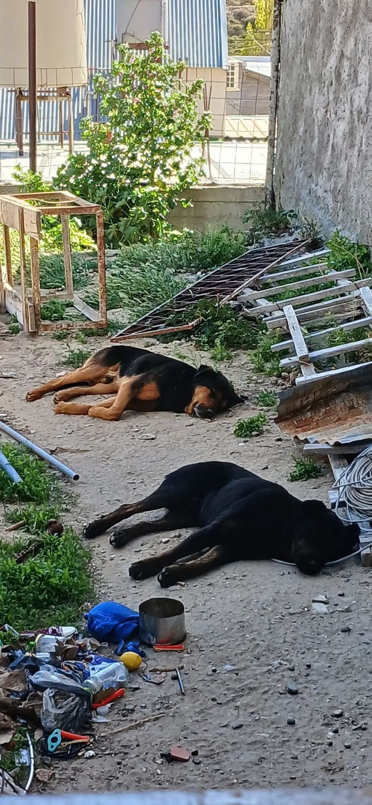 Denuncian que un vecino se mudó y dejó a tres perros abandonados: “Miserable”