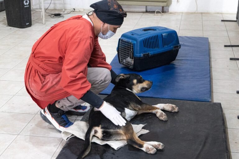 La ciudad se sumó a la IV Jornada Latinoamericana de Castración Masiva