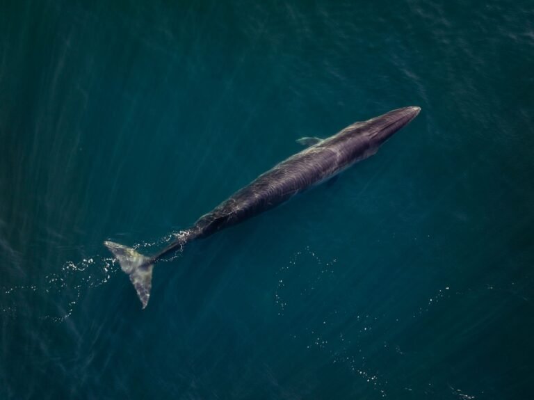 Punta Marqués celebra 40 años de historia con un evento especial