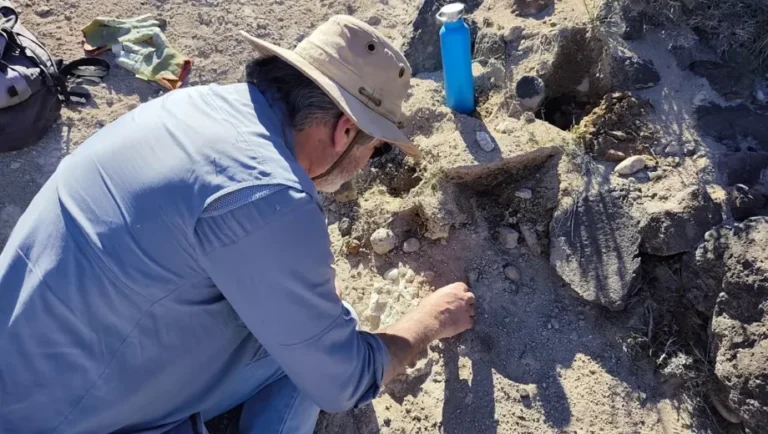 Hallazgo sin precedentes: encontraron fósiles jamás registrados en el norte de Neuquén