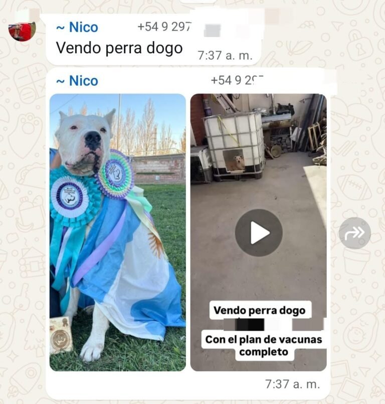Vendía una perra dogo por WhatsApp y fue denunciado por vecinos