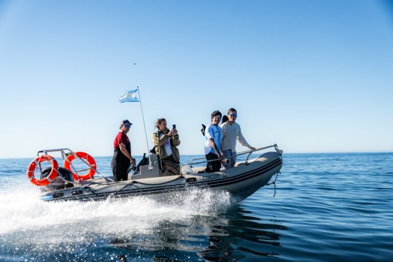 Avistaje de ballenas: buscan establecer la bajada en la Costanera para las embarcaciones