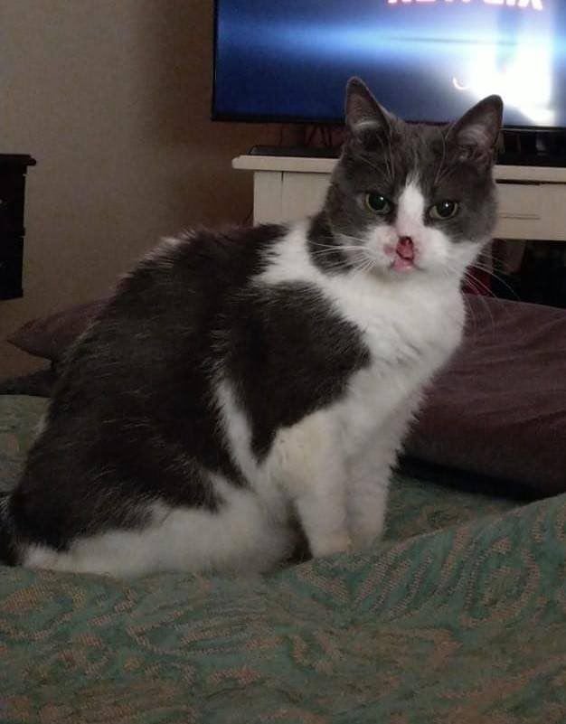 Anita, la gatita que lucha contra el cáncer y necesita ayuda para continuar su tratamiento