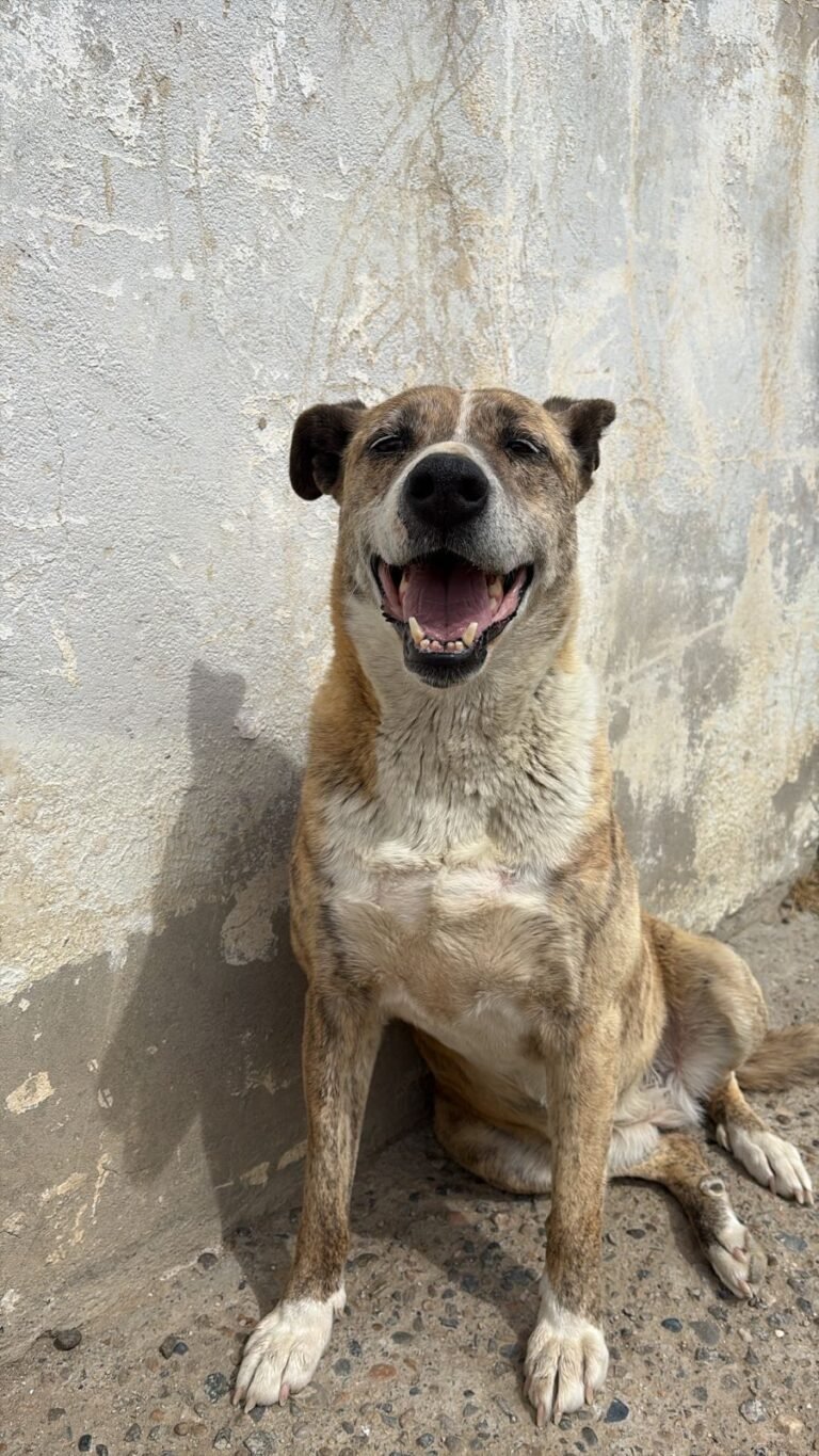 Los perros del Dispensario Canino esperan ser adoptados: “Merecen una oportunidad”