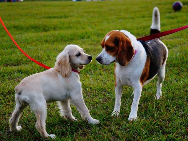 Este sábado realizarán una jornada gratuita de castración para perros y gatos