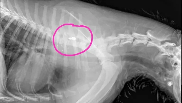 Llevaron al veterinario a un perro que no podía caminar: tenía una bala en la columna