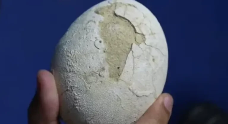 Hallazgo histórico: encontraron un huevo de dinosaurio en perfecto estado