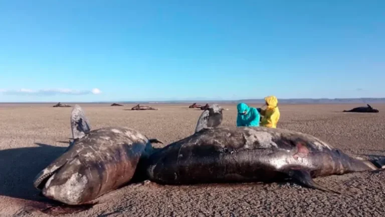 Alerta: 26 orcas murieron varadas y científicos no encuentran explicación