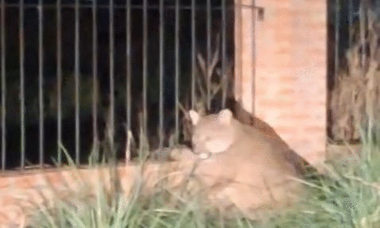 Un puma anda suelto en Trelew: la Policía realiza un rastrillaje para capturarlo