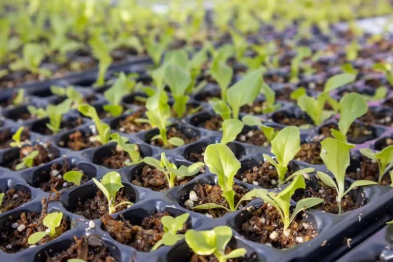Eco-Canje Solidario: entregan plantines a cambio de pan dulce para un merendero