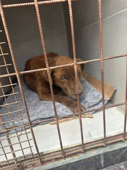 “Está muy grave”: el perro rescatado en Km 5 fue trasladado al veterinario