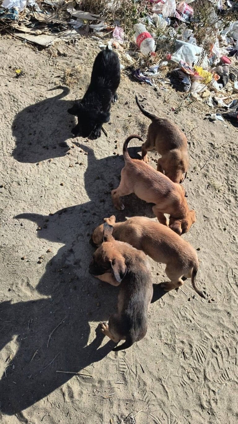 Piden ayuda inmediata para salvar a cachorros: “La situación es desesperante”