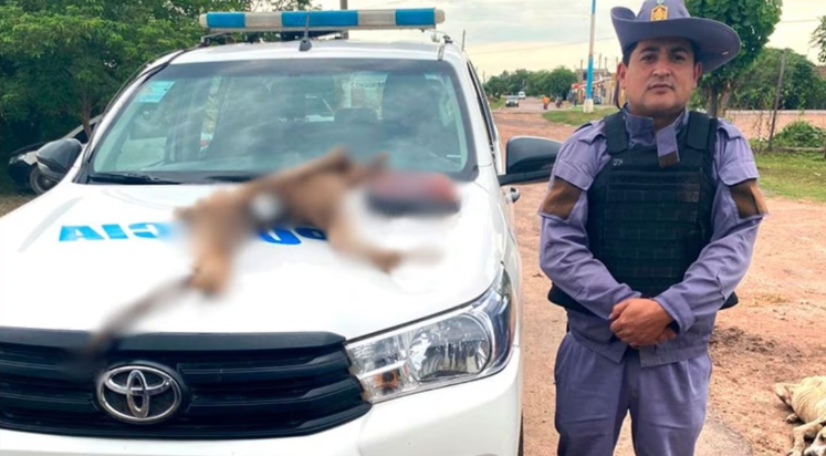 Indignación: dos cazadores faenaron a un puma y compartieron las fotos en WhatsApp