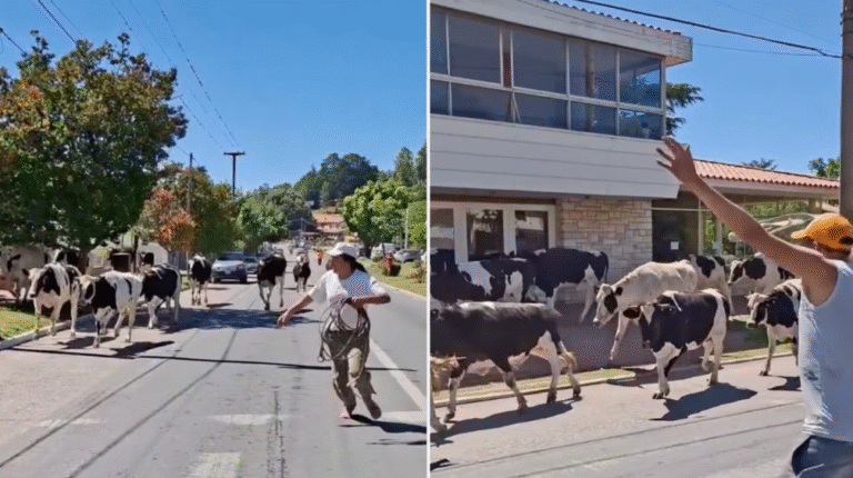Un camión chocó, volcó y 23 vacas quedaron sueltas en una ruta