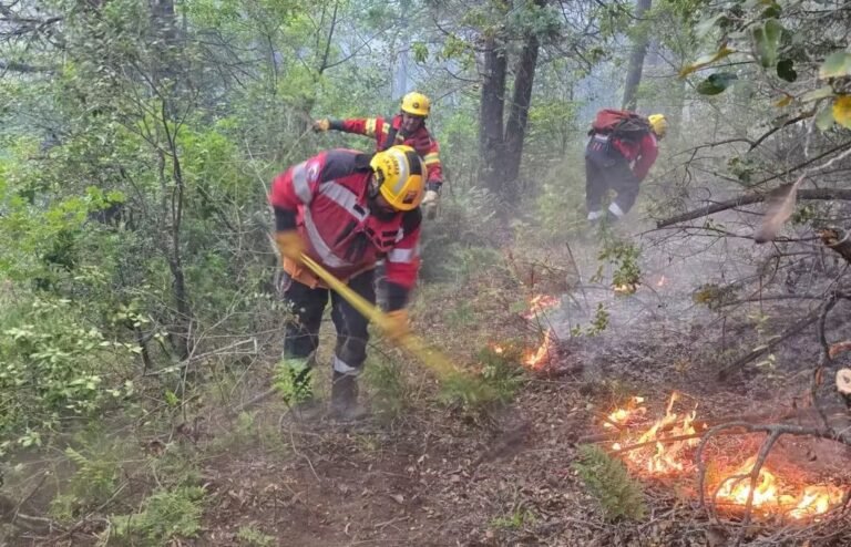 Después de tres días de intenso operativo, se contuvo el incendio forestal en El Pedregoso