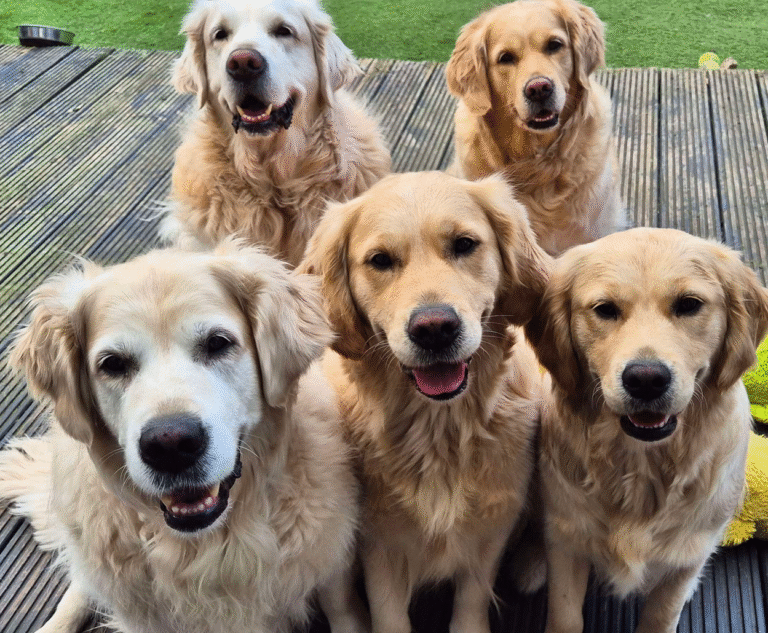 Puro amor y pelaje dorado: Comodoro vivirá su primer Encuentro de Golden Retriever